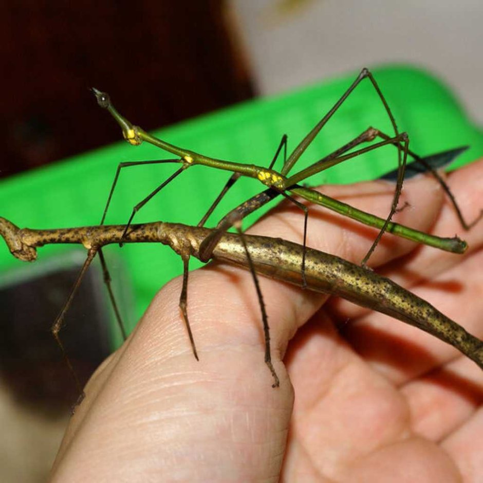 Борнейский палочник