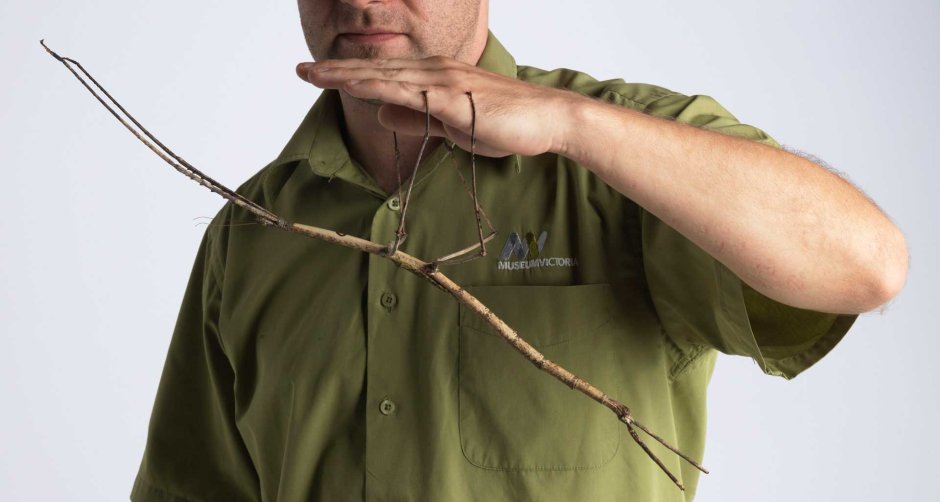 Палочник двубугорчатый