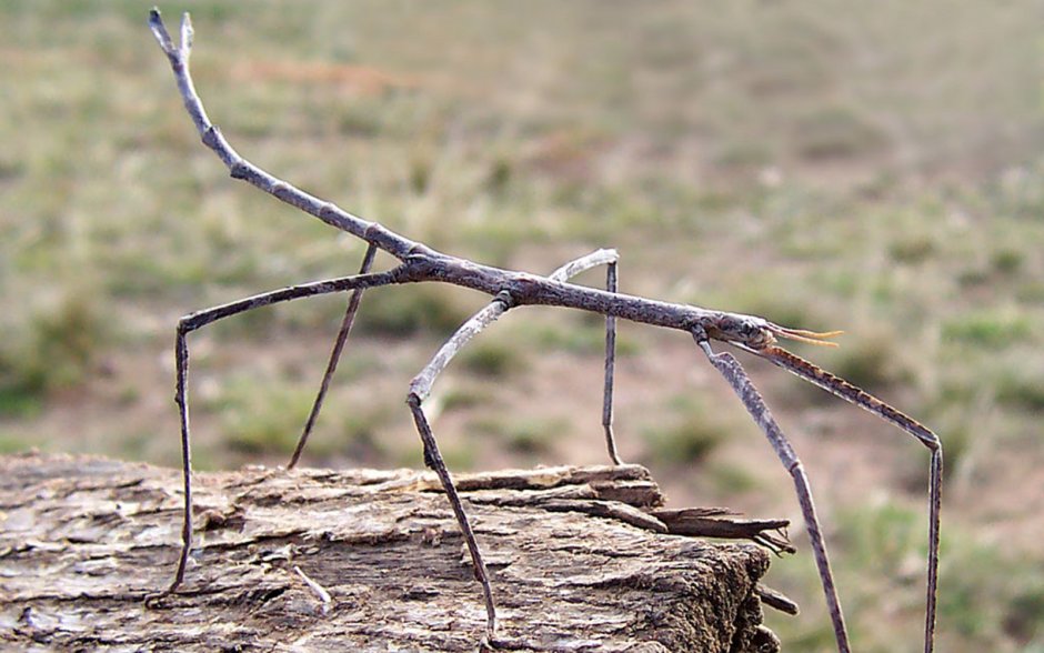 Палочник Phobaeticus Chani