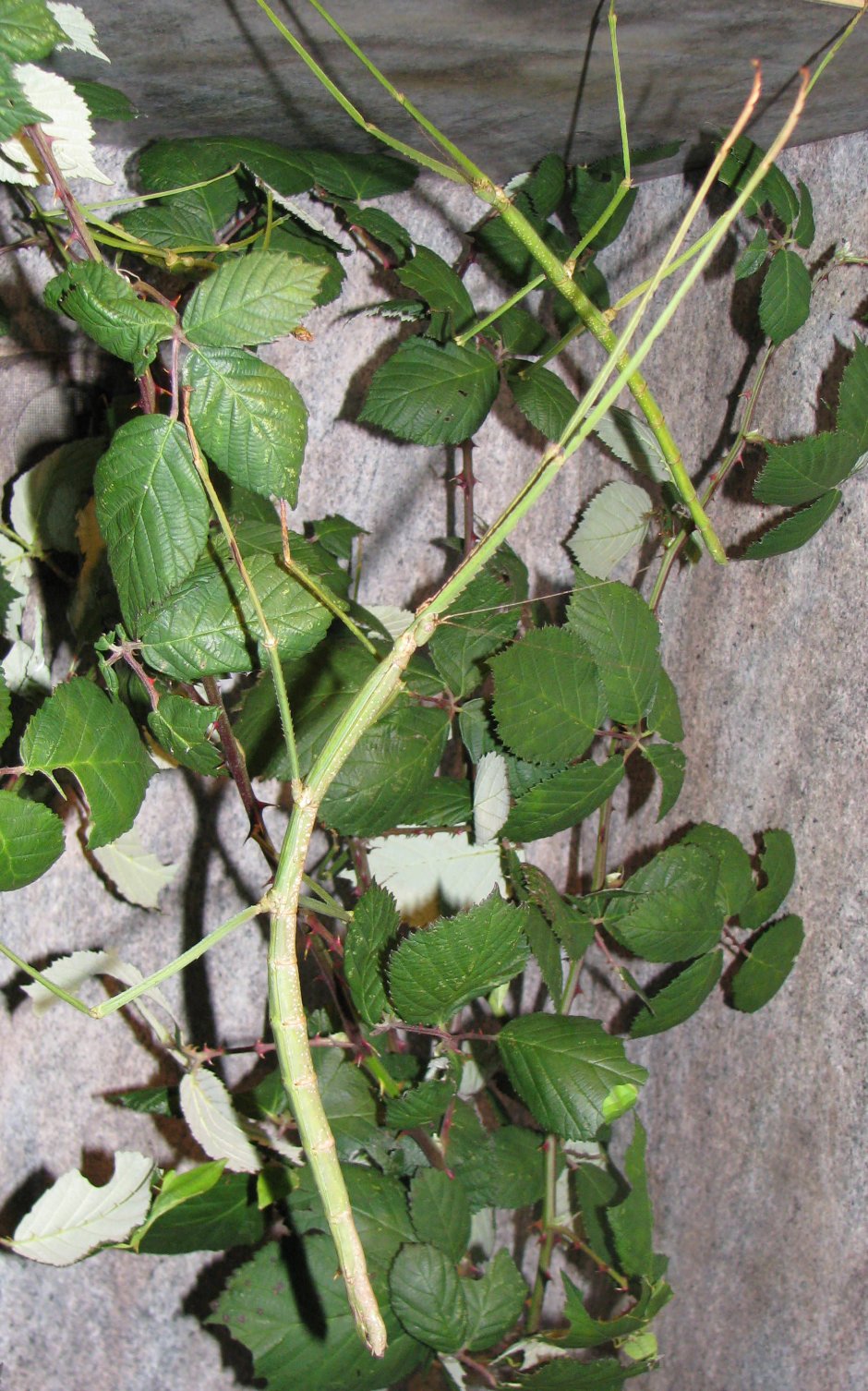 Мегапалочник Чаня