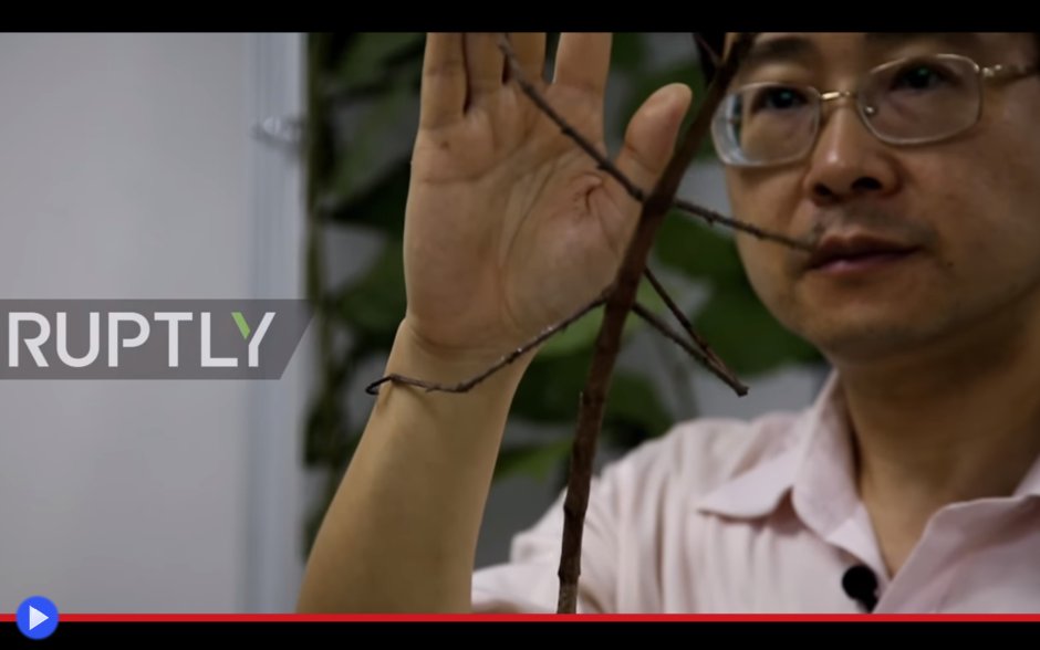 Палочник Чжао