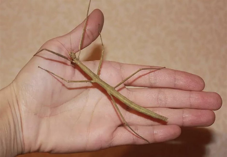 Мегапалочник Чаня