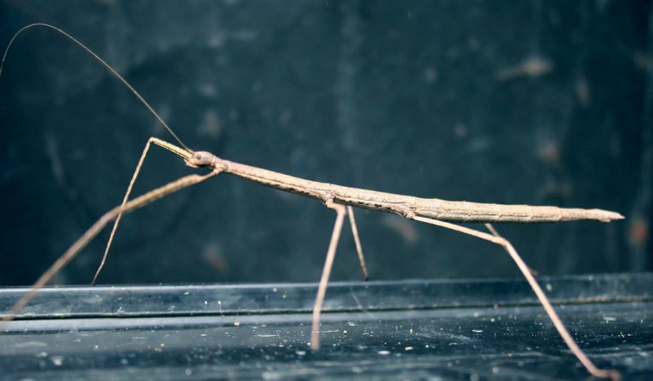 Палочник Phobaeticus