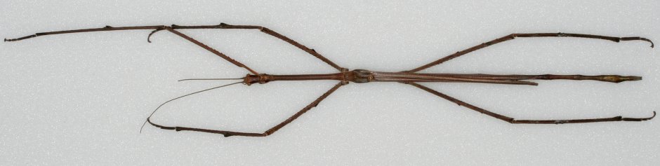 Калимантанский палочник