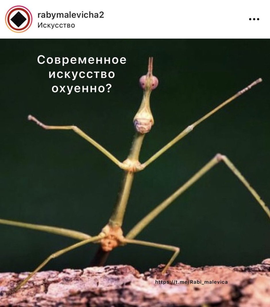 Жук палочник