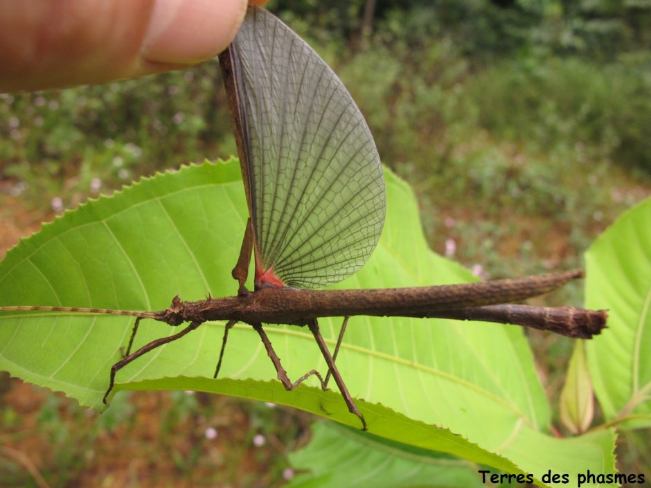 Палочник Phobaeticus Chani
