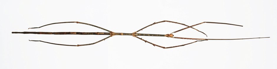 Жук палочник