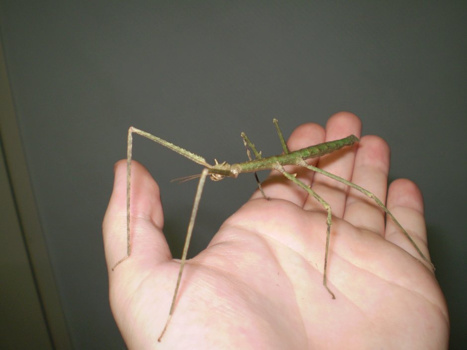 Палочник Phobaeticus