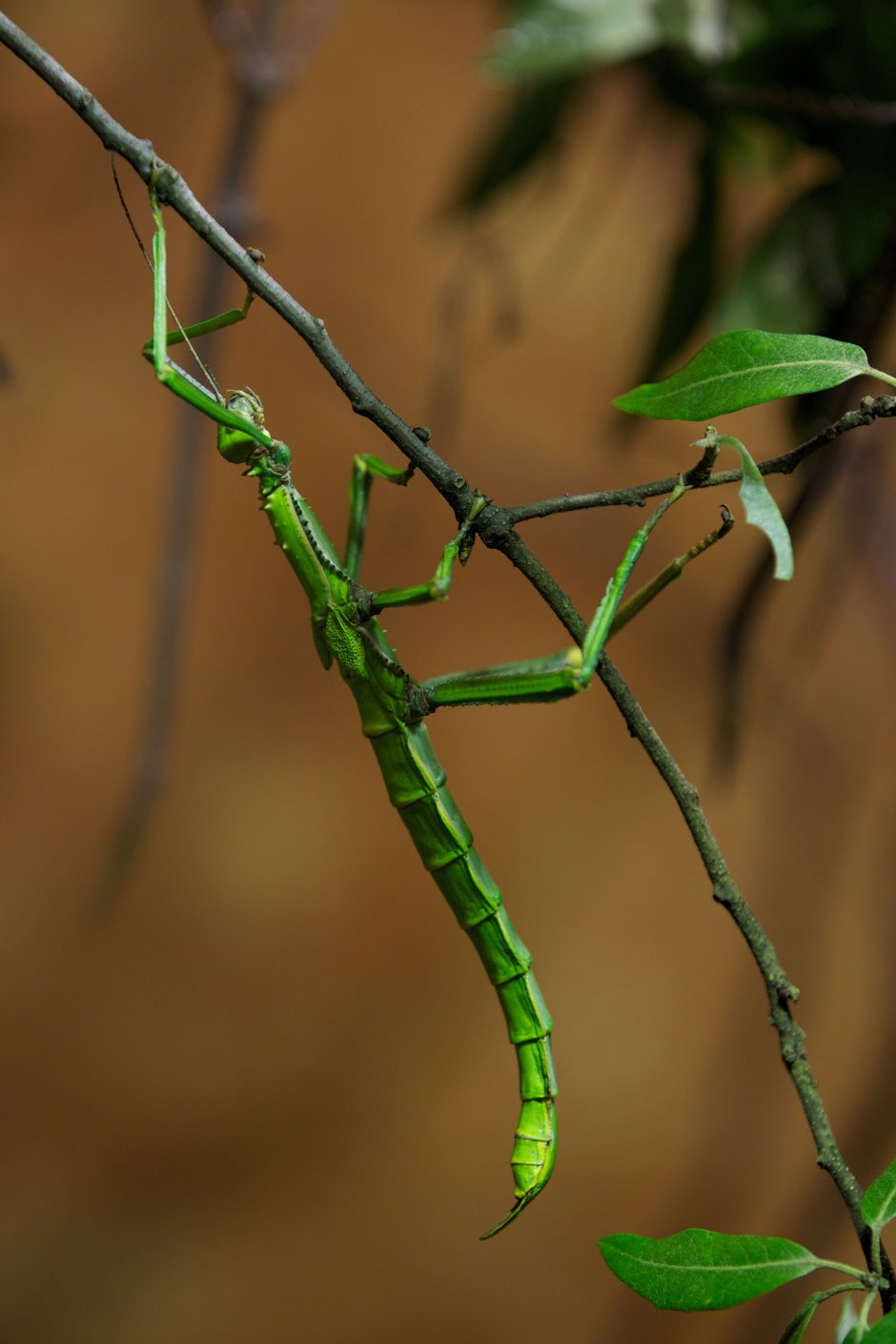 Жук палочник