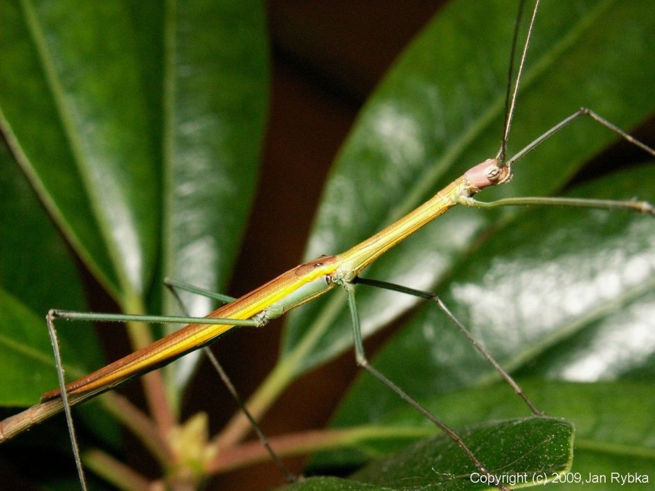 Medauroidea extradentata