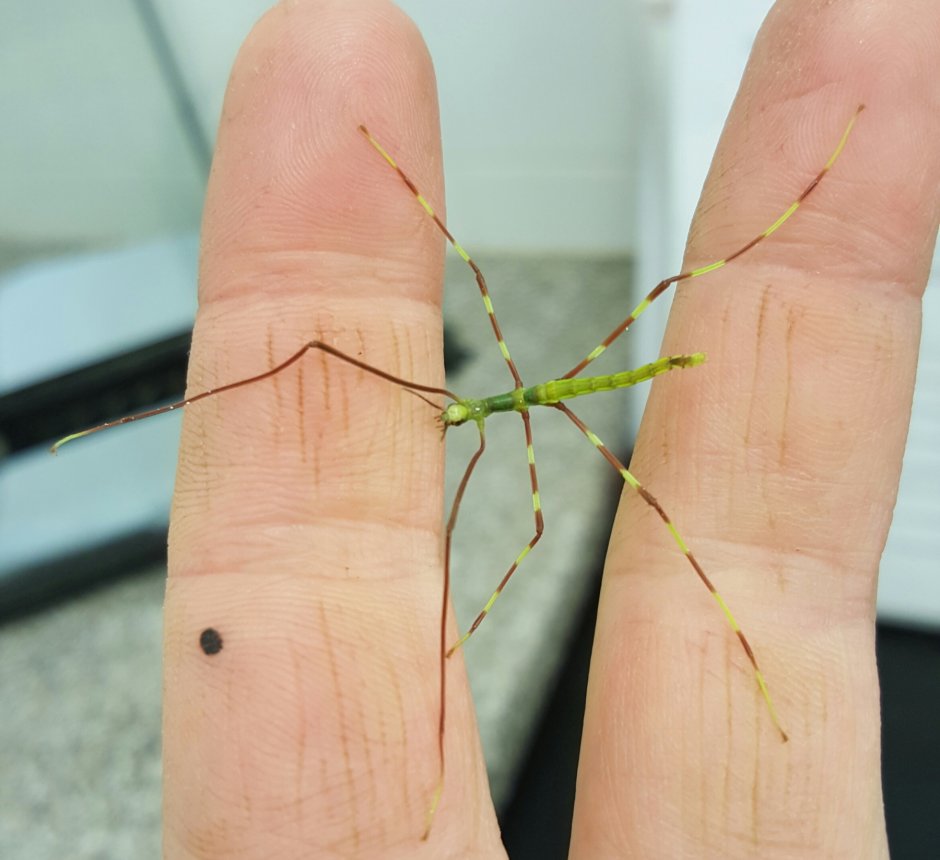 Аннамский палочник