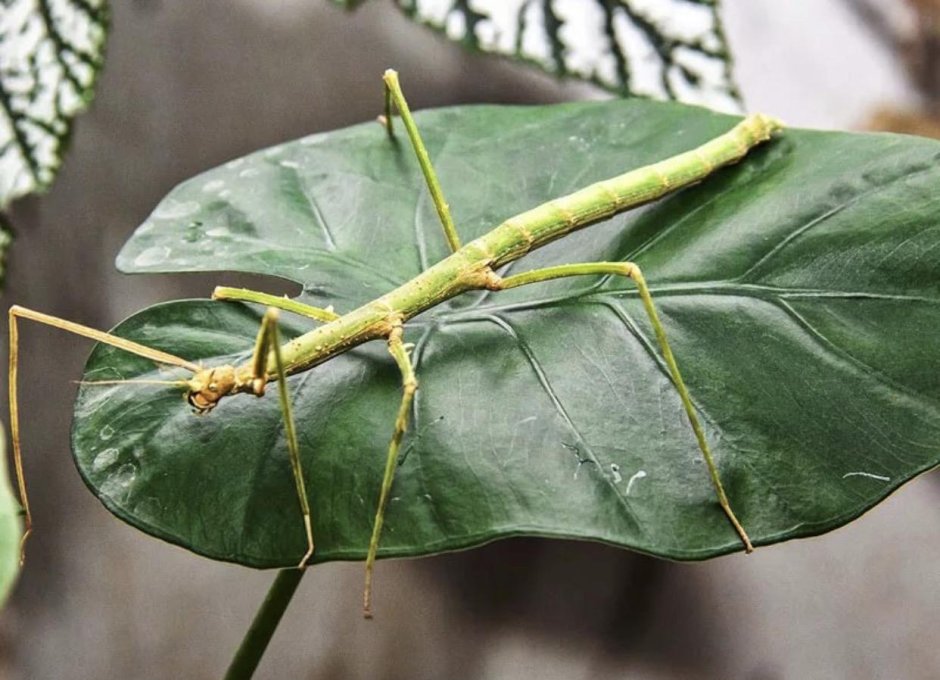 Палочник Медаурини