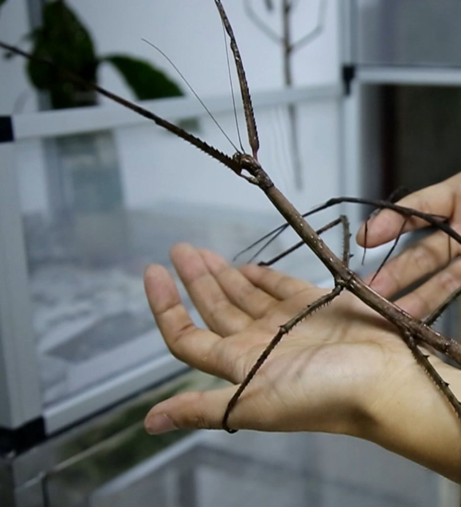 Палочник для детей