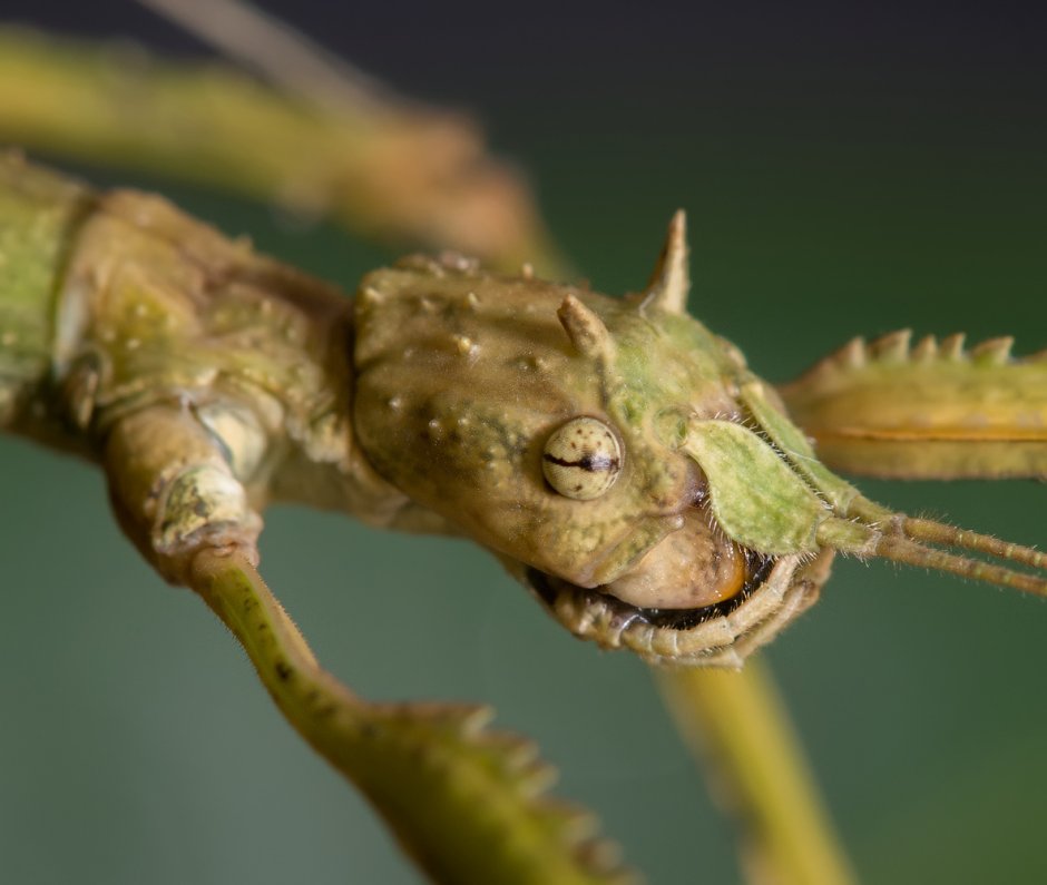 Аннамский палочник зеленый