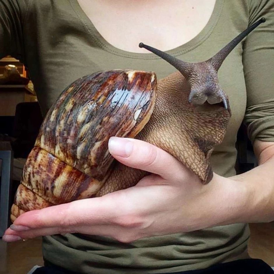 Личинка виноградной улитки