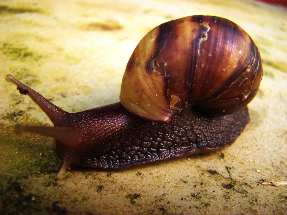 Helicella Valdeona