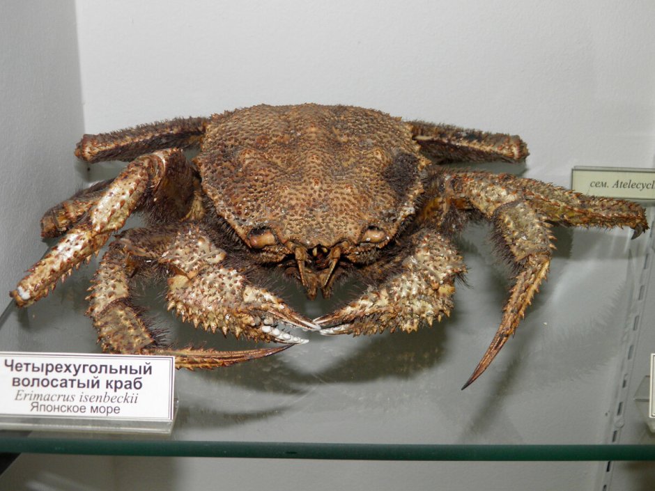 Королевский краб волосатик