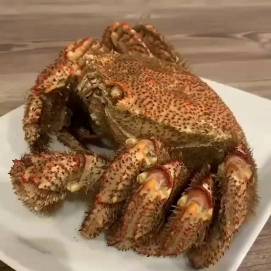Приморский краб волосатик