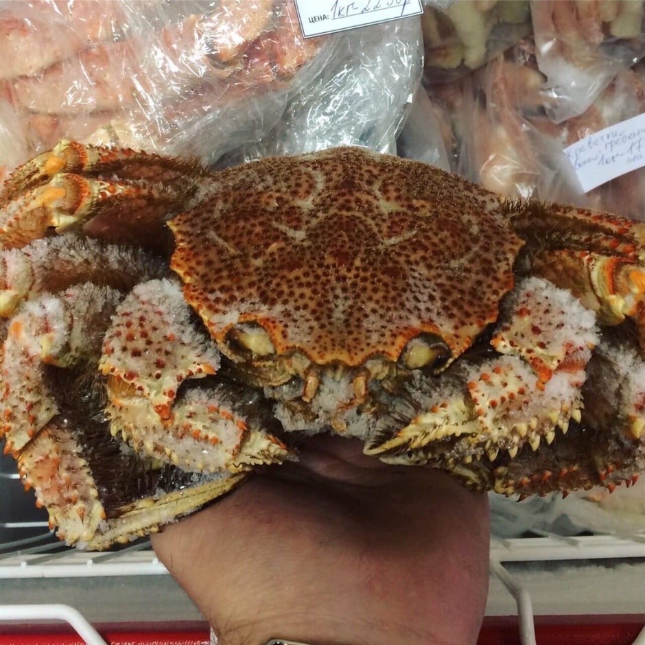 Камчатский краб вектор
