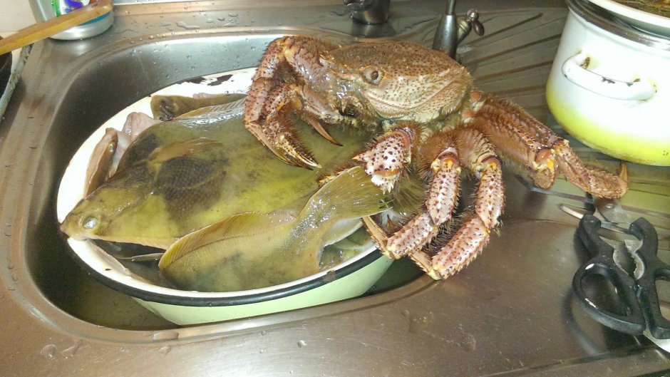 Erimacrus isenbeckii