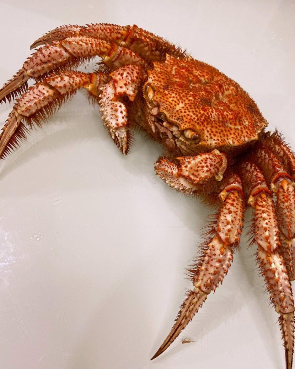 Краб опилио фото