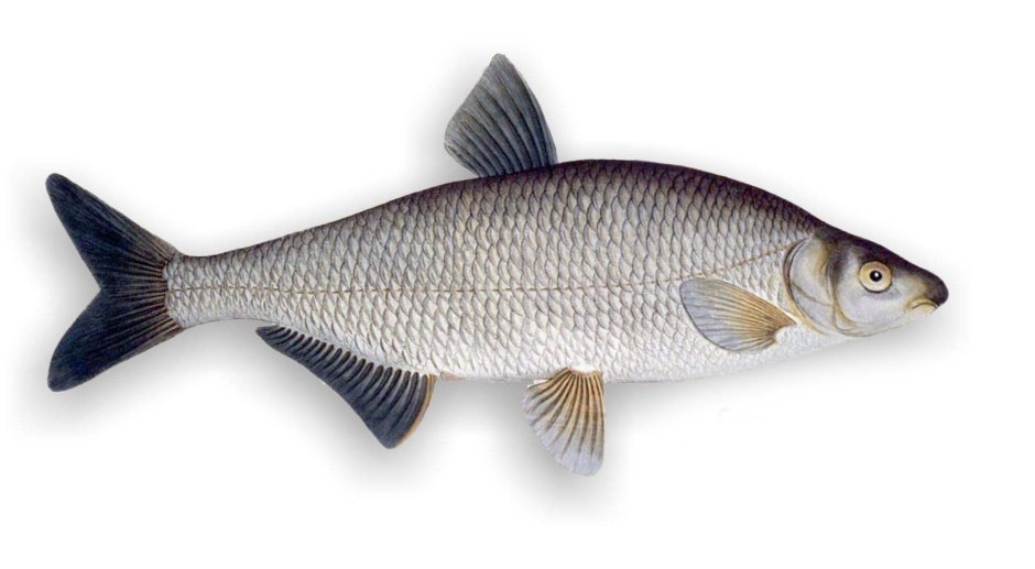 Алтайский заповедник рыбы хариус