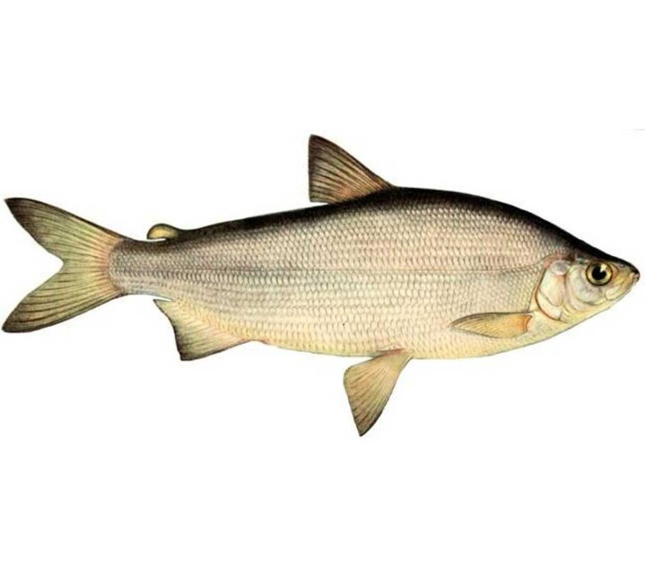 Рыбы финского залива