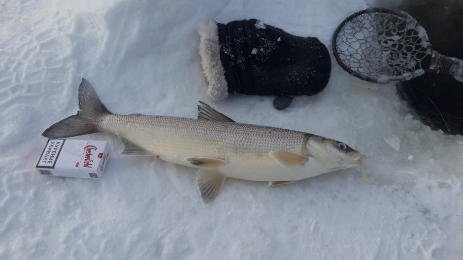 Сельдь Сосьвинская Тугун