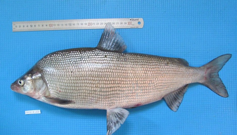 Лосось Онежского озера