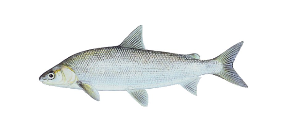 Карелия лес река