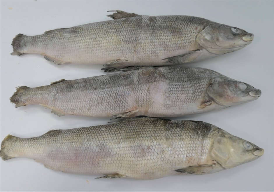 Белый омуль рыба