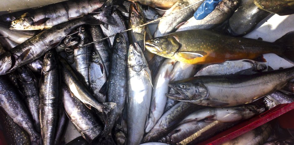 Ряпушка и Судак в Карелии