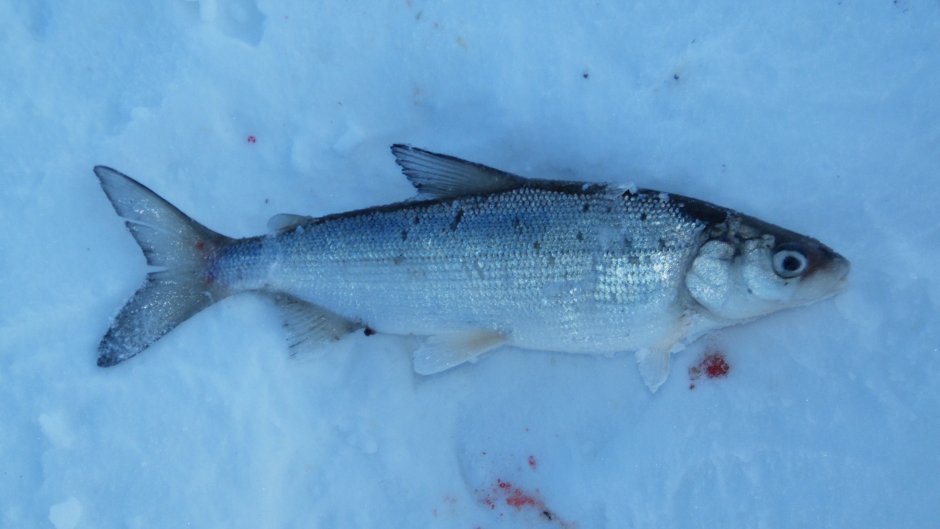 Сибирский хариус - Thymallus arcticus