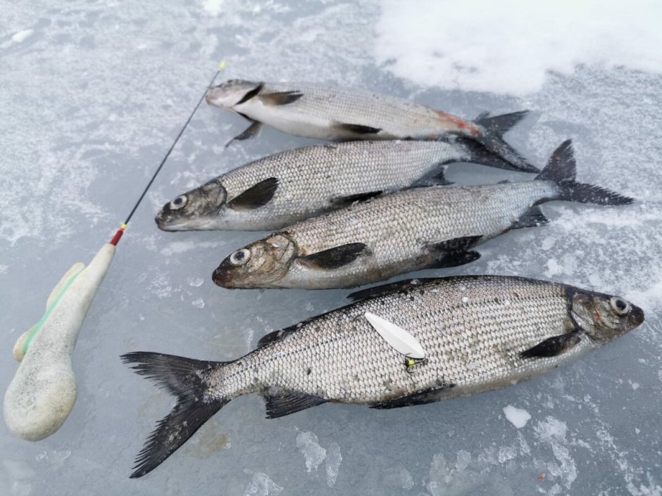 Нельма (Stenodus leucichthys)