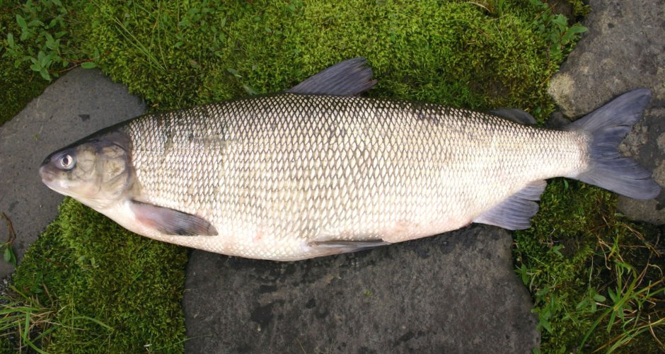 Хариус Красновишерск