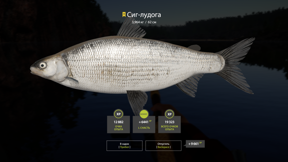 Семга в воде