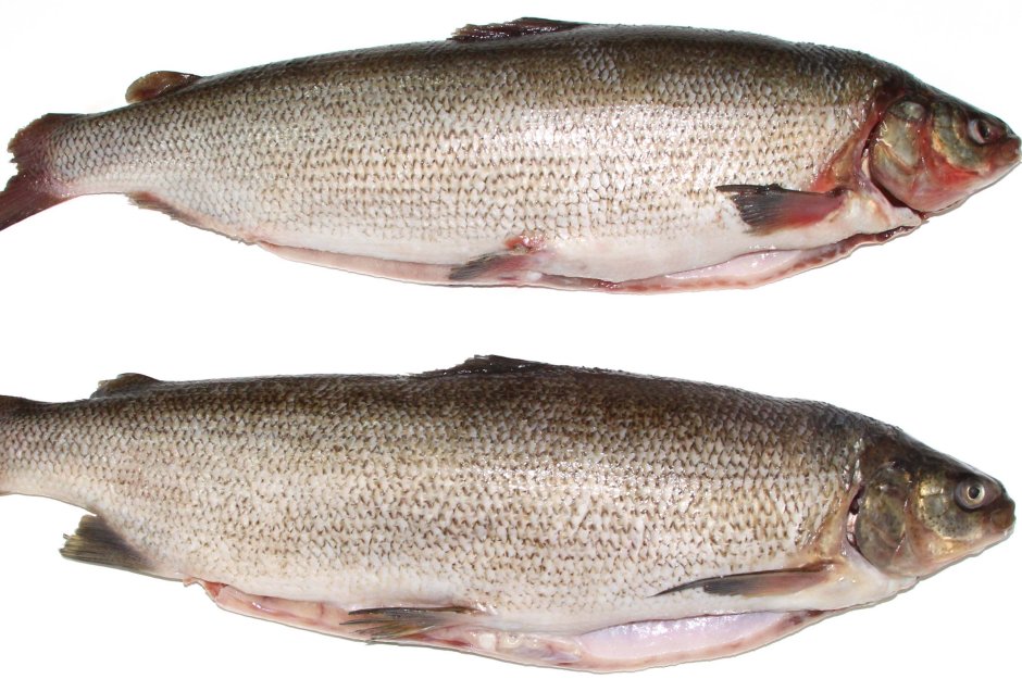 Кумжа Онежского озера