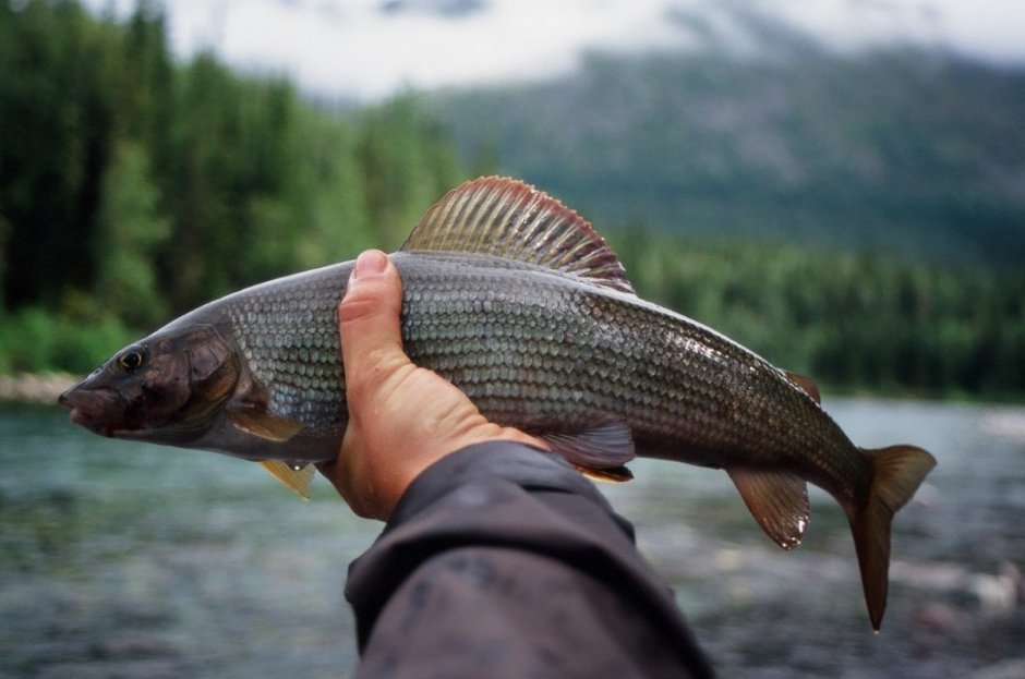 Река Обь песчаный берег