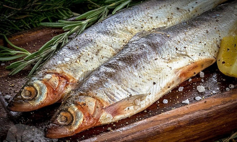 Сибирский хариус - Thymallus arcticus