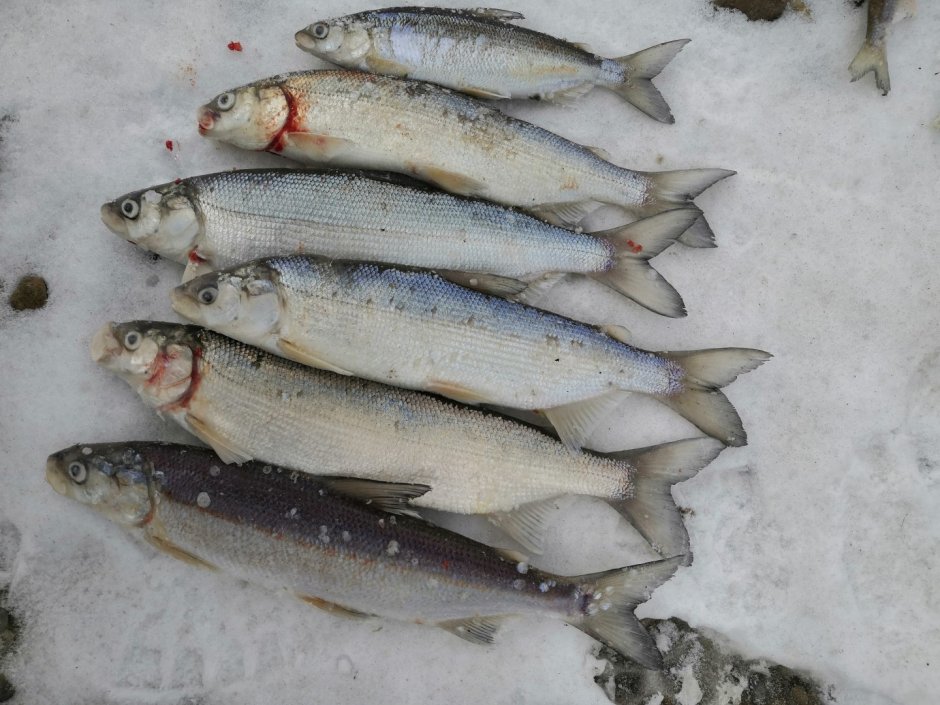 Сёмга (Salmo Salar