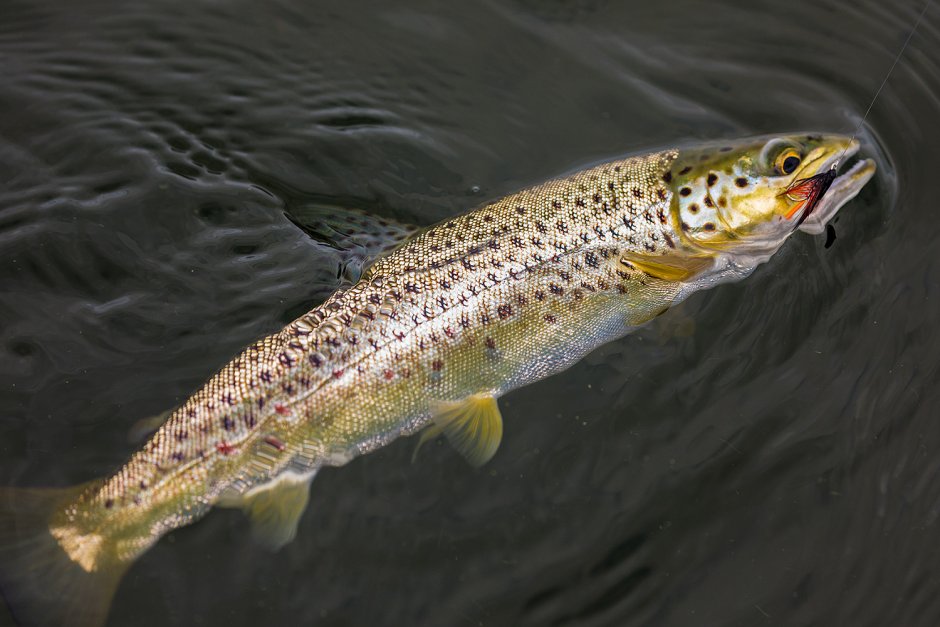 Зимние блесна Олега Корнева