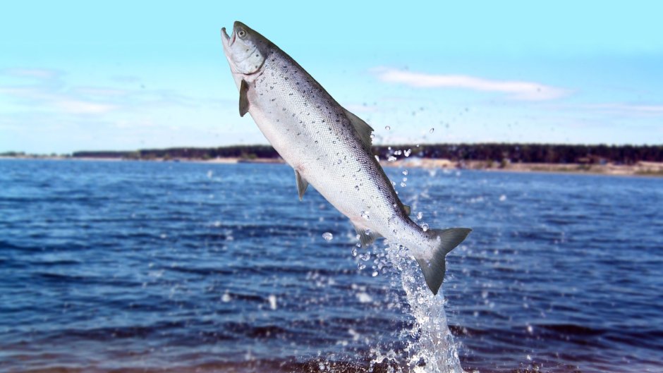 Рыба сырок пелядь