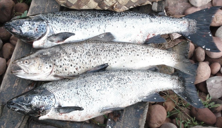 Хариус рыба Онежского озера