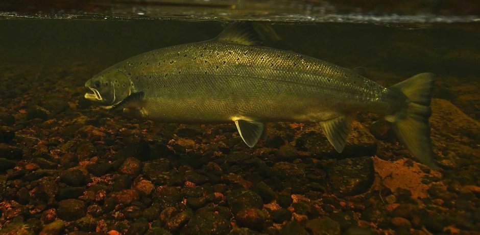 Севанский Ишхан