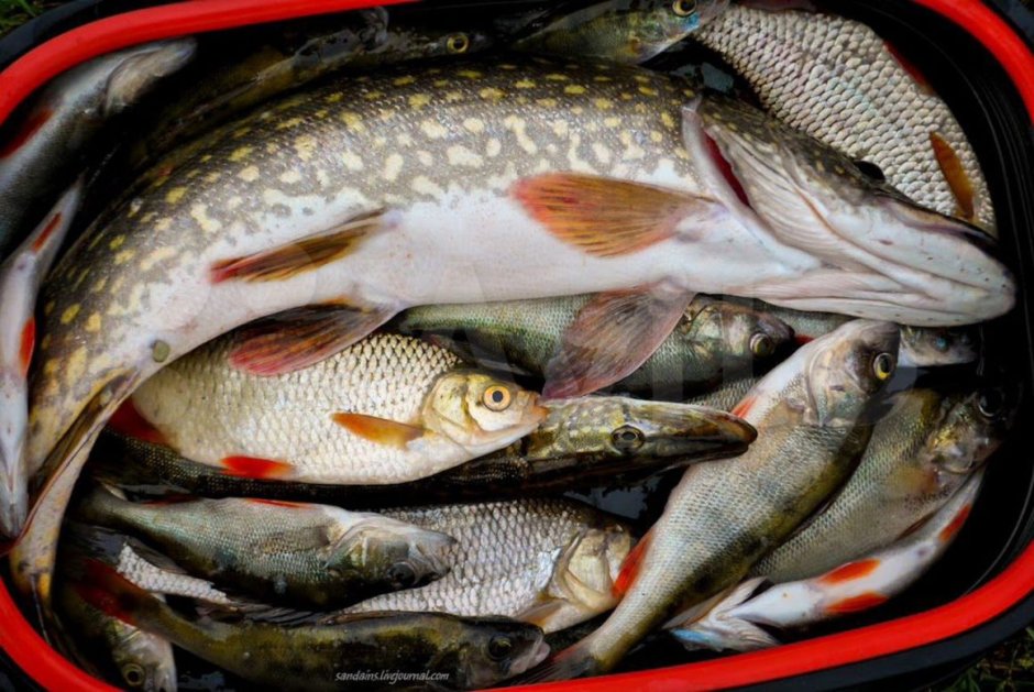 Кумжа ручьевая форель