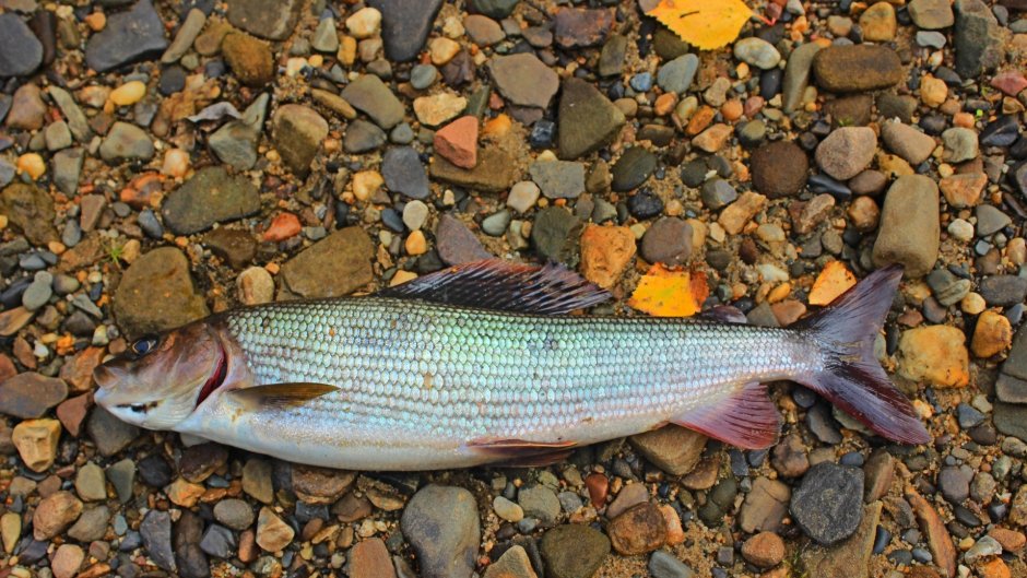 Щекур рыба копченая