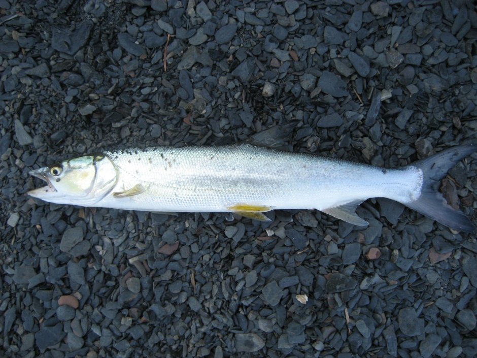 Таймырский сиг