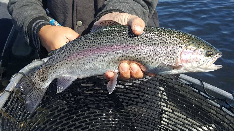 Блесна на сига для зимней рыбалки