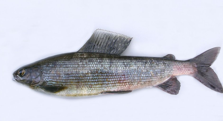 Озеро вельё