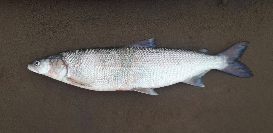 Амурский сиг